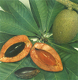 پوتریا ویریدیس